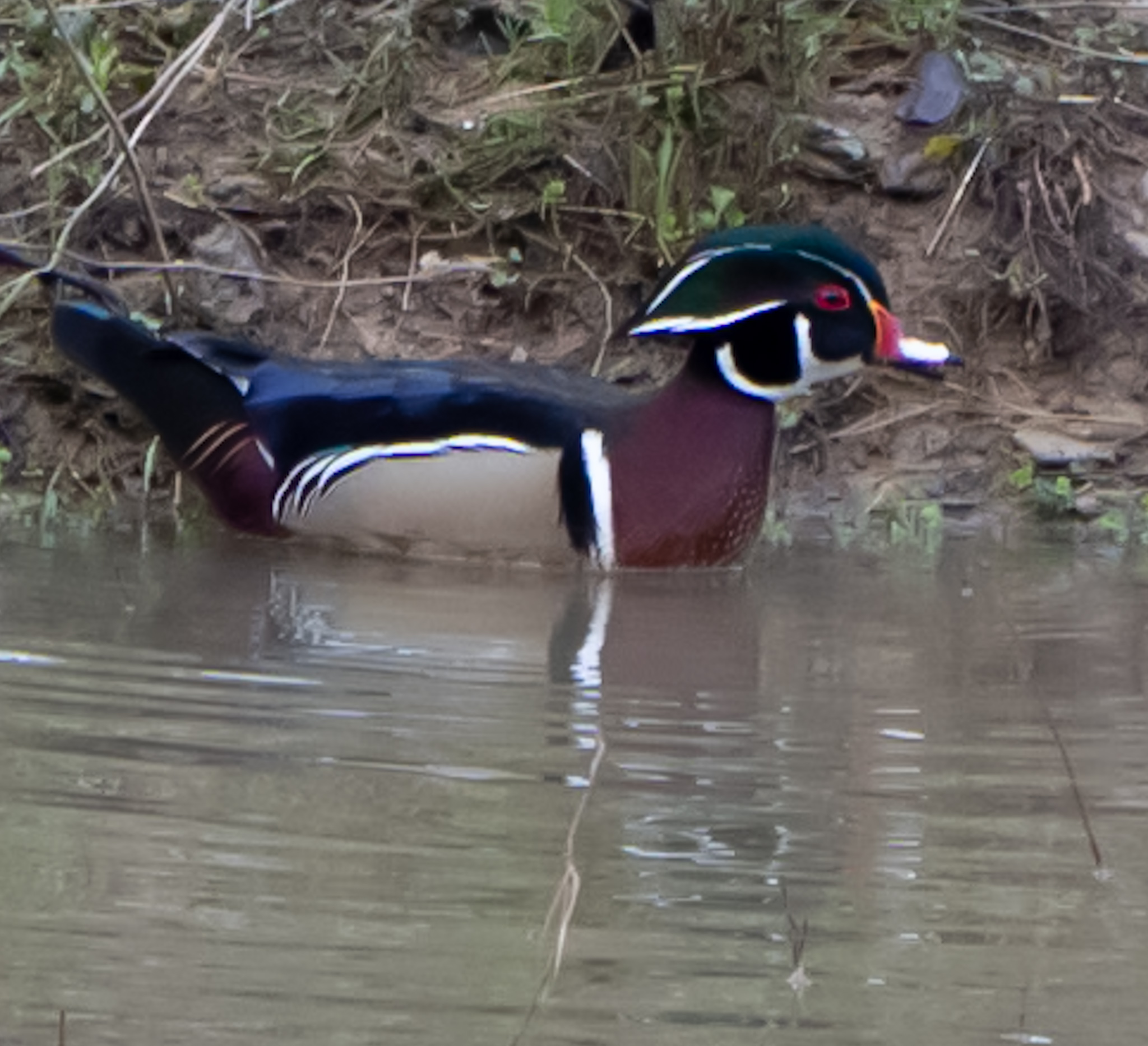 Wood duck on the water at Versailles State Park Lake