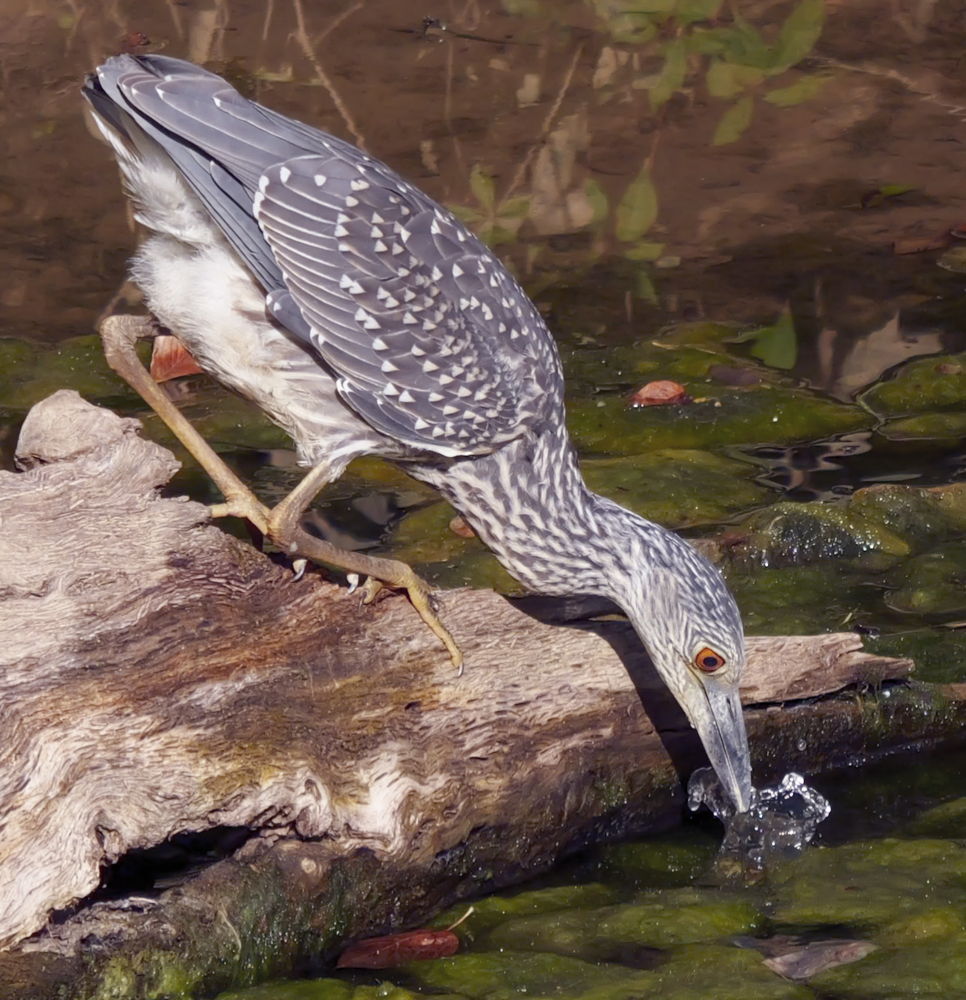 Young heron drinking from Versailles State Park Lake